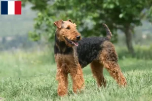 Lire la suite à propos de l’article Éleveurs d’Airedale Terrier et chiots à la Réunion