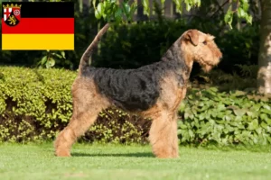 Lire la suite à propos de l’article Éleveurs d’Airedale Terrier et chiots en Rhénanie-Palatinat