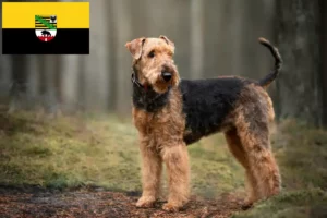 Lire la suite à propos de l’article Éleveurs d’Airedale Terrier et chiots en Saxe-Anhalt