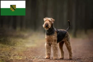 Lire la suite à propos de l’article Éleveurs d’Airedale Terriers et chiots en Saxe