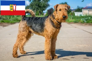 Lire la suite à propos de l’article Éleveurs d’Airedale Terrier et chiots en Schleswig-Holstein