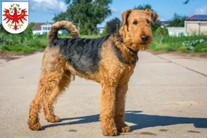 Lire la suite à propos de l’article Éleveurs d’Airedale Terrier et chiots au Tyrol