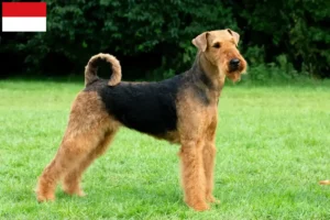 Lire la suite à propos de l’article Éleveurs d’Airedale Terrier et chiots à Vienne