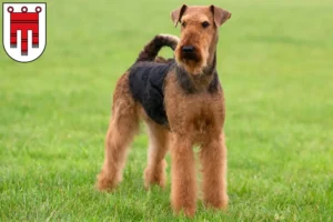 Lire la suite à propos de l’article Éleveurs d’Airedale Terrier et chiots dans le Vorarlberg