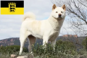 Lire la suite à propos de l’article Éleveurs d’Akita et chiots en Baden-Württemberg