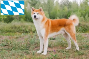 Lire la suite à propos de l’article Éleveurs d’Akita et chiots en Bavière