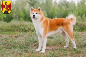 Lire la suite à propos de l’article Éleveurs d’Akita et chiots dans le Burgenland