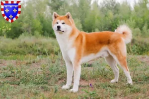 Lire la suite à propos de l’article Éleveurs d’Akita et chiots en Centre-Val de Loire