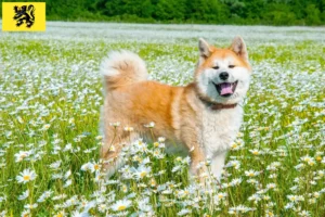 Lire la suite à propos de l’article Éleveurs d’Akita et chiots en Flandre