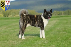 Lire la suite à propos de l’article Éleveurs d’Akita et chiots en Hauts-de-France