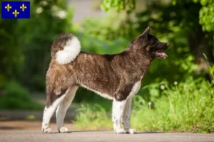 Lire la suite à propos de l’article Éleveurs d’Akita et chiots en Île-de-France