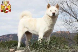 Lire la suite à propos de l’article Éleveurs d’Akita et chiots en Carinthie