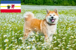 Lire la suite à propos de l’article Éleveurs d’Akita et chiots dans le Mecklembourg-Poméranie occidentale