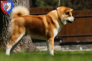 Lire la suite à propos de l’article Éleveurs d’Akita et chiots en Pays de la Loire