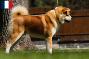 Lire la suite à propos de l’article Éleveurs d’Akita et chiots à la Réunion