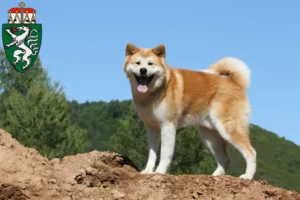 Lire la suite à propos de l’article Éleveurs d’Akita et chiots en Styrie