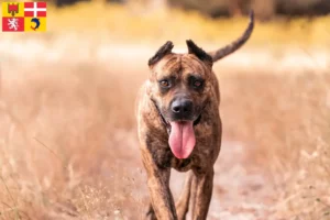 Lire la suite à propos de l’article Alano Español éleveurs et chiots en Auvergne-Rhône-Alpes