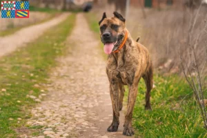 Lire la suite à propos de l’article Alano Español éleveurs et chiots en Bourgogne-Franche-Comté