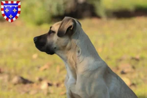 Lire la suite à propos de l’article Alano Español éleveurs et chiots en Centre-Val de Loire