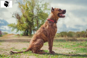 Lire la suite à propos de l’article Alano Español éleveurs et chiots en Corse