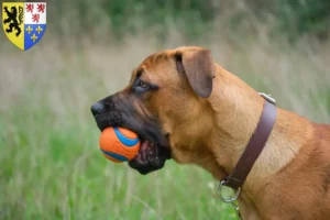 Lire la suite à propos de l’article Alano Español éleveurs et chiots en Hauts-de-France