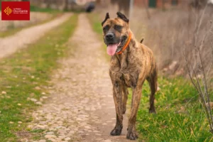 Lire la suite à propos de l’article Alano Español éleveurs et chiots en Occitanie