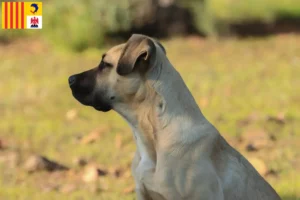 Lire la suite à propos de l’article Alano Español éleveurs et chiots en Provence-Alpes-Côte d’Azur