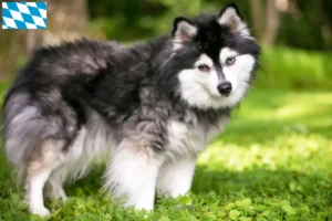 Lire la suite à propos de l’article Alaskan Klee Kai Éleveurs et chiots en Bavière