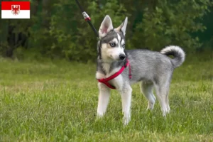 Lire la suite à propos de l’article Alaskan Klee Kai Éleveurs et chiots dans le Brandebourg