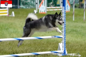 Lire la suite à propos de l’article Alaskan Klee Kai Éleveurs et chiots en Hesse