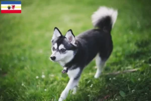 Lire la suite à propos de l’article Alaskan Klee Kai éleveurs et chiots dans le Mecklembourg-Poméranie occidentale