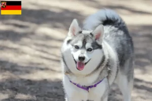 Lire la suite à propos de l’article Alaskan Klee Kai Éleveurs et chiots en Rhénanie-Palatinat