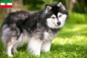 Lire la suite à propos de l’article Alaskan Klee Kai Éleveurs et chiots en Rhénanie-du-Nord-Westphalie