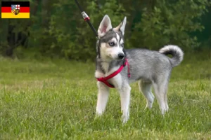 Lire la suite à propos de l’article Alaskan Klee Kai Éleveurs et chiots en Sarre