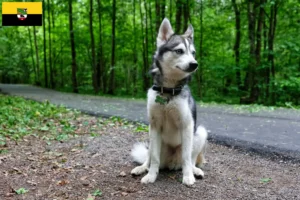 Lire la suite à propos de l’article Alaskan Klee Kai Éleveurs et chiots en Saxe-Anhalt