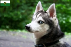 Lire la suite à propos de l’article Alaskan Klee Kai Éleveurs et chiots en Saxe