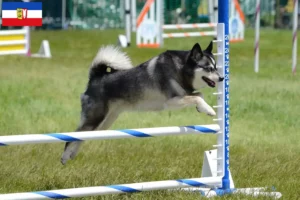 Lire la suite à propos de l’article Alaskan Klee Kai Éleveurs et chiots dans le Schleswig-Holstein