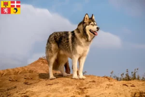 Lire la suite à propos de l’article Alaskan Malamute éleveurs et chiots en Auvergne-Rhône-Alpes