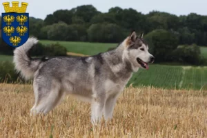 Lire la suite à propos de l’article Alaskan Malamute Éleveurs et chiots en Basse-Autriche