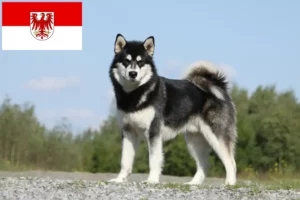 Lire la suite à propos de l’article Alaskan Malamute Éleveurs et chiots dans le Brandebourg