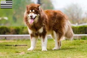 Lire la suite à propos de l’article Éleveurs d’Alaskan Malamute et chiots en Bretagne