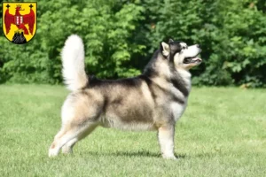 Lire la suite à propos de l’article Alaskan Malamute éleveurs et chiots dans le Burgenland