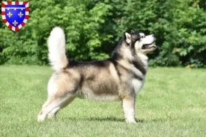 Lire la suite à propos de l’article Alaskan Malamute éleveurs et chiots en Centre-Val de Loire