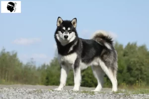 Lire la suite à propos de l’article Alaskan Malamute éleveurs et chiots en Corse