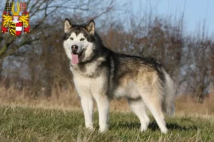 Lire la suite à propos de l’article Alaskan Malamute éleveurs et chiots en Carinthie