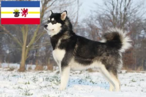 Lire la suite à propos de l’article Alaskan Malamute Éleveurs et chiots dans le Mecklembourg-Poméranie occidentale