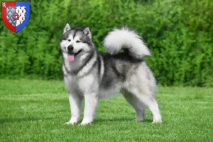 Lire la suite à propos de l’article Alaskan Malamute Éleveurs et chiots en Pays de la Loire