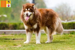 Lire la suite à propos de l’article Éleveurs d’Alaskan Malamute et chiots en Provence-Alpes-Côte d’Azur