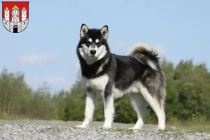 Lire la suite à propos de l’article Alaskan Malamute Éleveurs et chiots à Salzbourg