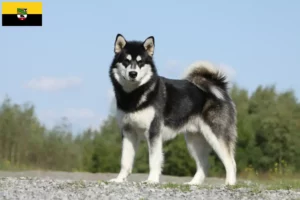 Lire la suite à propos de l’article Alaskan Malamute Éleveurs et chiots en Saxe-Anhalt